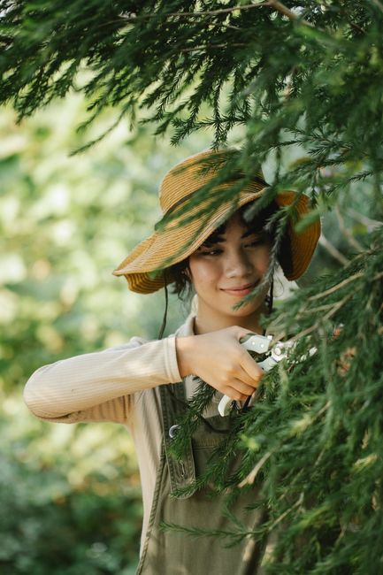 A woman in a wide-brimmed straw hat and neutral-toned gardening clothes is engaged in garden maintenance, trimming dense, dark green coniferous branches using garden shears. The scene is set outdoors