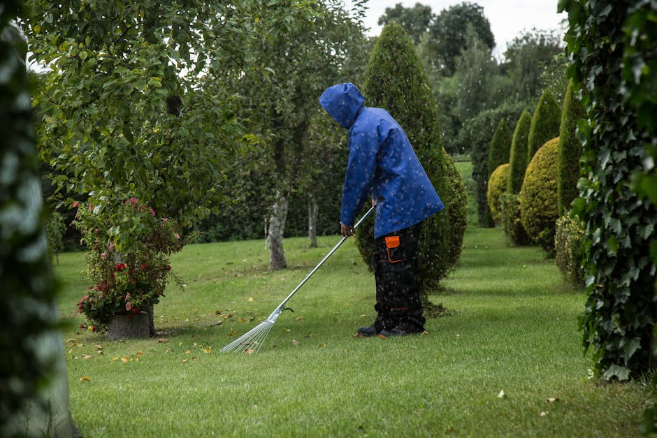 A woman in a wide-brimmed straw hat and neutral-toned gardening clothes is engaged in garden maintenance, trimming dense, dark green coniferous branches using garden shears. The scene is set outdoors